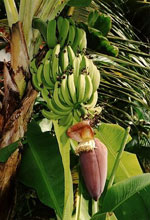 vente, fruits,chikungunya, réunion,légumes