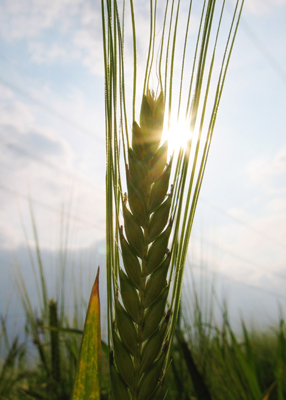 alimentaire, agriculture, agroalimentaire, méditerranée, récolte, céréales, blé, cultures céréalières, orge, Maghreb, Algérie, Tunisie, Maroc, prix, production, Afrique du nord