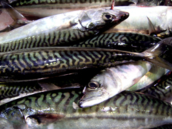 Pêche, aquaculture, méditerranée, secteur de la pêche, bateaux de pêche, cargot, stocks de poissons, salon agroalimentaire, djazagro, djazagro 2008, foire alger, salon maghrebin, machines agroalimentaires, équipements agroalimentaires, agro-industriels, équipements agro-industriels, agroalimentaire, agroalimentaire méditerranéen, méditerranée, agriculture, agriculture méditerranéenne, agriculteurs, agriculteurs méditerranéens, alimentation, pêche, pêche en méditerranée, maghreb, agriculture au maghreb, agriculture marocaine, agriculture tunisienne, agriculture algérienne, aquaculture, aquaculture méditerranéenne, produits laitiers, lait, laiterie, fromages, produits laitiers, céréales, blé, champs, bétails, fruits, légumes, fruits et légumes